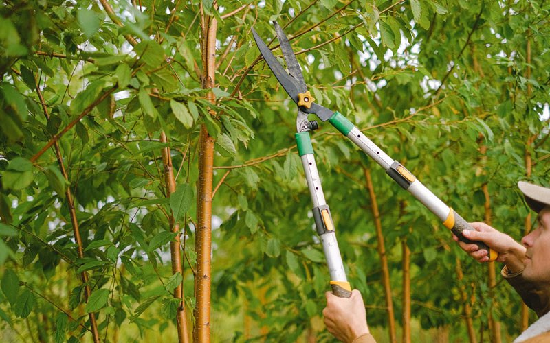 Tree trimming in Le Mars, IA